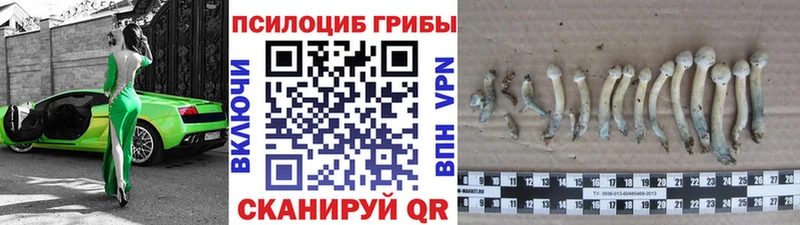 blacksprut tor  Ртищево  Псилоцибиновые грибы GOLDEN TEACHER 